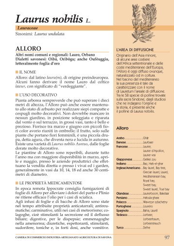 Laurus nobilis L. - L'Ortofrutticola d'Albenga