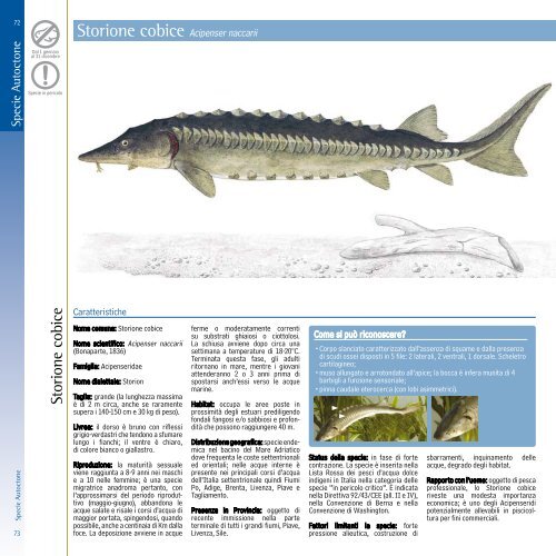 Le Specie Autoctone - Provincia di Treviso - Pesca