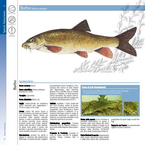Le Specie Autoctone - Provincia di Treviso - Pesca
