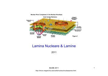 Lamina Nucleare & Lamìne