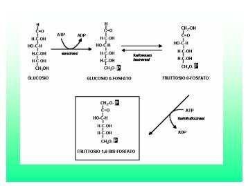 Glicolisi - E-learning