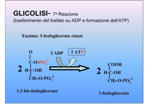 Glicolisi - E-learning