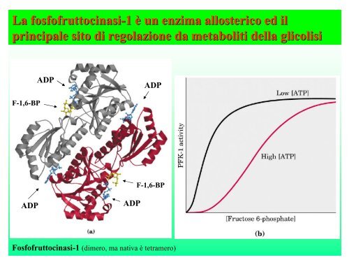 Glicolisi - E-learning