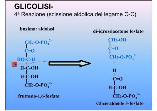 Glicolisi - E-learning