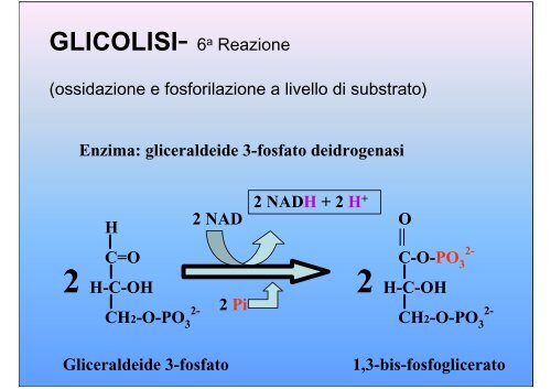 Glicolisi - E-learning