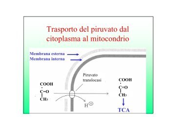 3-CICLO DI KREBS-b - E-learning