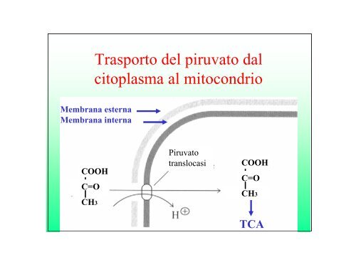 3-CICLO DI KREBS-b - E-learning