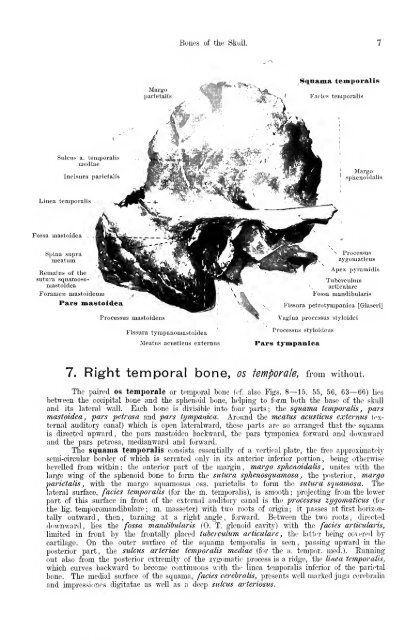 Hand atlas of human anatomy - EducationNest