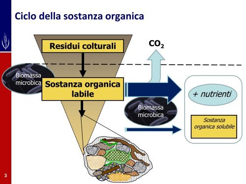 Valorizzare la fertilità del suolo gestendo la sostanza organica e la ...