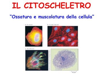 IL CITOSCHELETRO