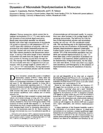 Dynamics of Microtubule Depolymerization in Monocytes