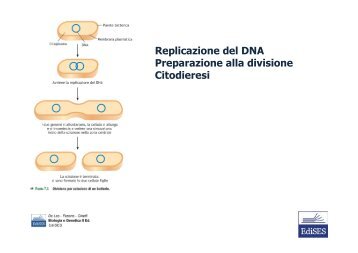 controllo del ciclo cellulare - Bgbunict.it