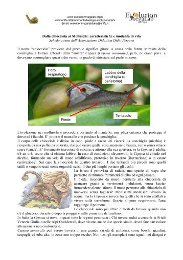 Dalla chiocciola ai Molluschi: caratteristiche e modalità di vita ...