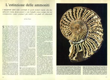 L'estinzione delle ammoniti - Kataweb