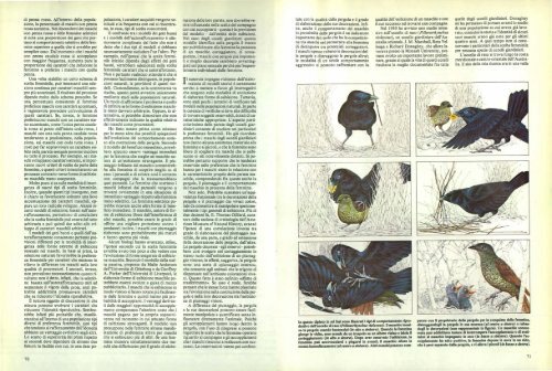 La selezione sessuale negli uccelli giardinieri - Kataweb