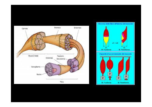 Patologia dei muscoli (.pdf) - Cardiosport