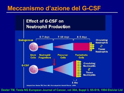 fattori di crescita leucocitari