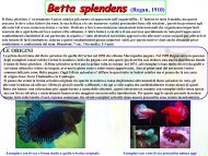 Betta splendens (Regan, 1910) - GAS - Gruppo Acquariofilo Salentino