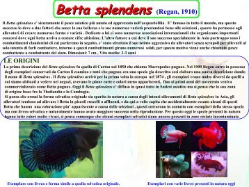 Betta splendens (Regan, 1910) - GAS - Gruppo Acquariofilo Salentino