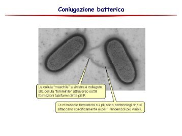 Ricombinazione genetica dei batteriofagi