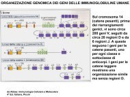 genetica anticorpi.pdf