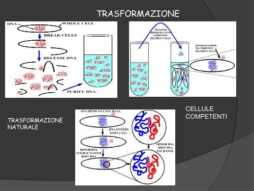 GENETICA DEI MICRORGANISMI