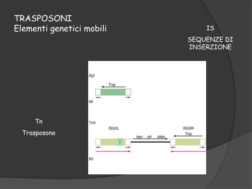 GENETICA DEI MICRORGANISMI