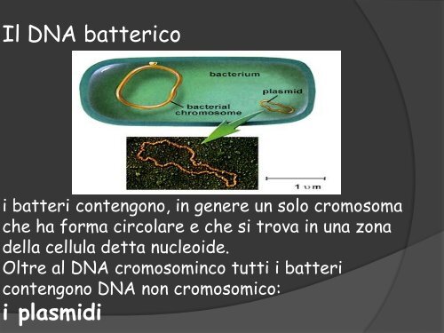 GENETICA DEI MICRORGANISMI