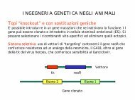 Produzione di animali KO e transgenici come modelli di malattie