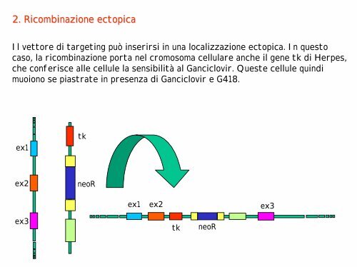 Produzione di animali KO e transgenici come modelli di malattie