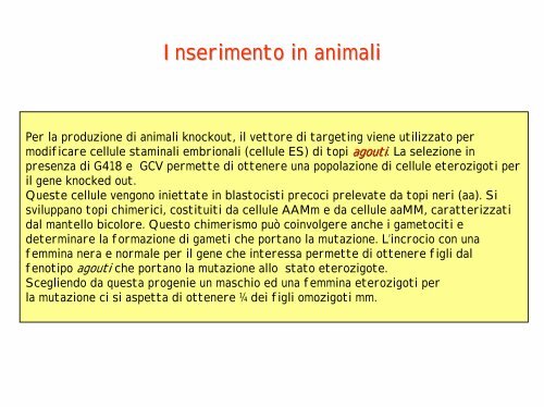 Produzione di animali KO e transgenici come modelli di malattie