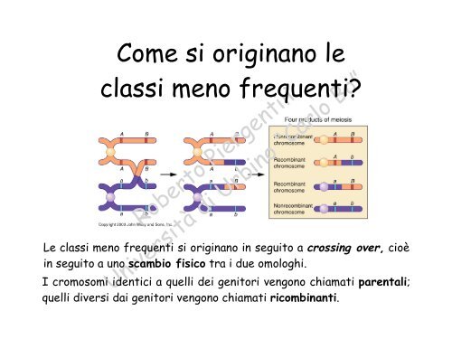 Costruzione di mappe geniche - la genetica a urbino