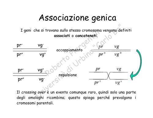 Costruzione di mappe geniche - la genetica a urbino