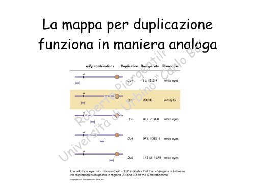 Costruzione di mappe geniche - la genetica a urbino