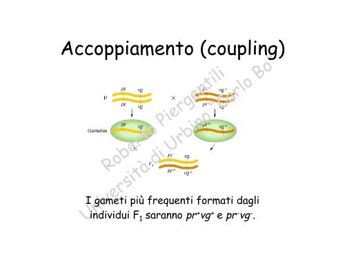 Costruzione di mappe geniche - la genetica a urbino