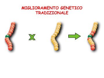 Agrobacterium tumefaciens - Università degli Studi di Roma Tor ...