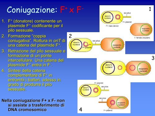 6a lezione genetica batterica.pdf - ch.unich - 'G. d'Annunzio'