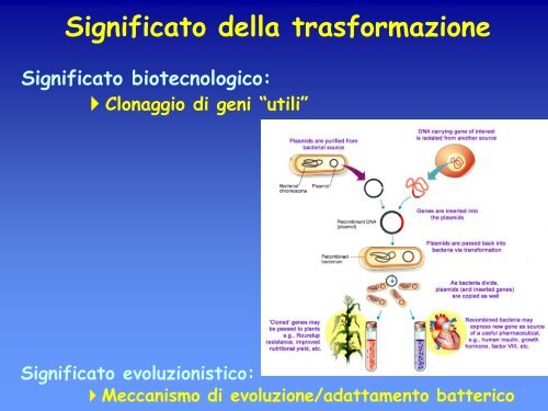 6a lezione genetica batterica.pdf - ch.unich - 'G. d'Annunzio'