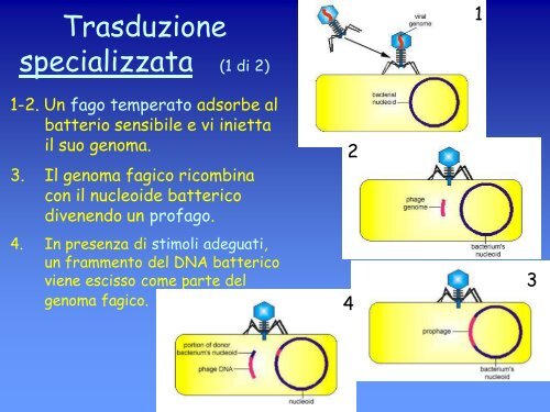 6a lezione genetica batterica.pdf - ch.unich - 'G. d'Annunzio'