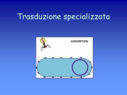 6a lezione genetica batterica.pdf - ch.unich - 'G. d'Annunzio'