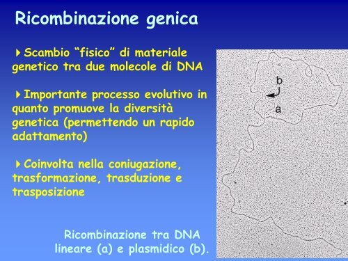 6a lezione genetica batterica.pdf - ch.unich - 'G. d'Annunzio'