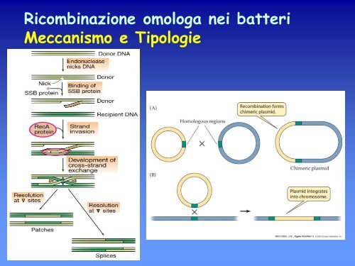 6a lezione genetica batterica.pdf - ch.unich - 'G. d'Annunzio'