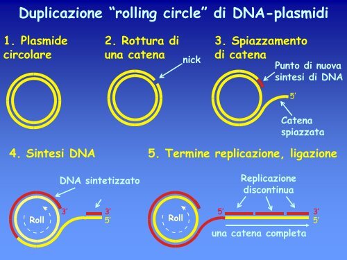 6a lezione genetica batterica.pdf - ch.unich - 'G. d'Annunzio'