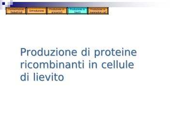 Produzione di proteine ricombinanti in cellule di lievito - Skuola.net