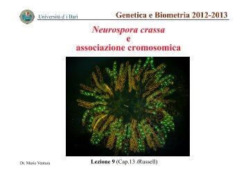 9 Biotec MV Neurospora 12-13