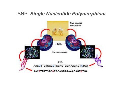 DNA RICOMBINANTE E BIOTECNOLOGIE - anna onofri