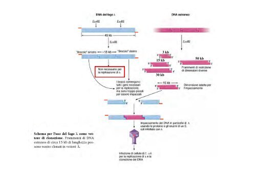 scarica il file pdf Il clonaggio