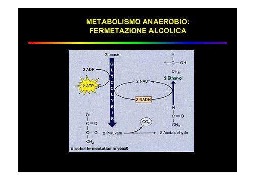 ruolo dei microrganismi nella produzione di biocombustibili