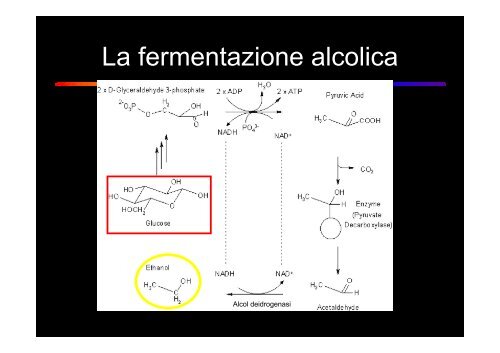 ruolo dei microrganismi nella produzione di biocombustibili