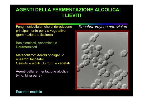 ruolo dei microrganismi nella produzione di biocombustibili